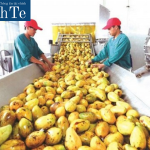 Trung Quốc vẫn là thị trường xuất khẩu sắn và các sản phẩm từ sắn lớn nhất của Việt Nam